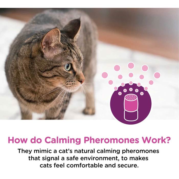 1778854301926_feline calming pheromones 01