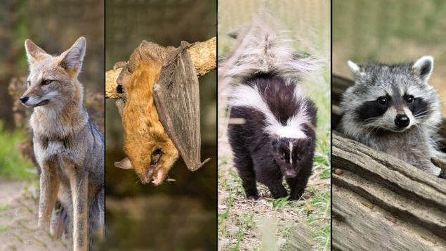 1778940707235_Rabies animal montage