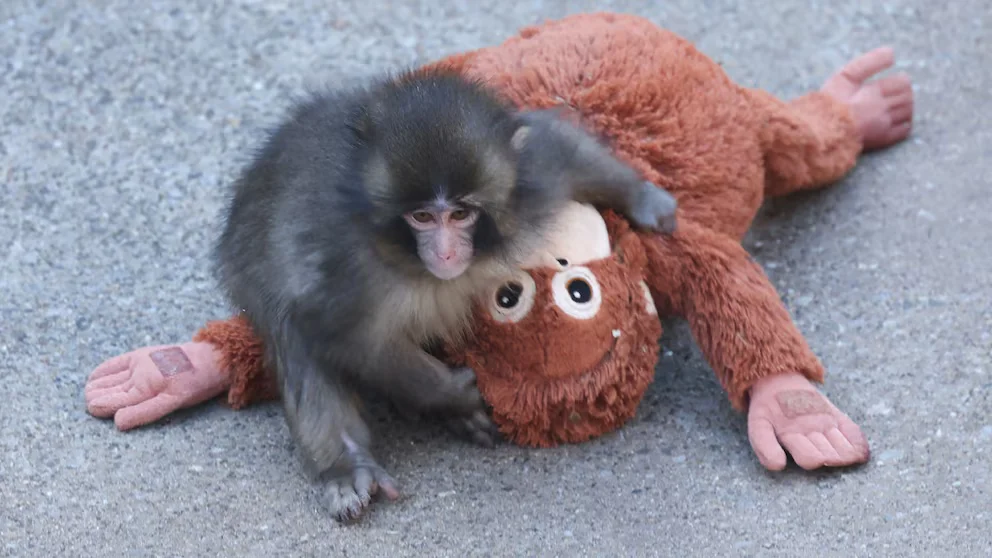 1779286247134_punch monkey gty gmh 260518_1779125270501_hpMain_16x9