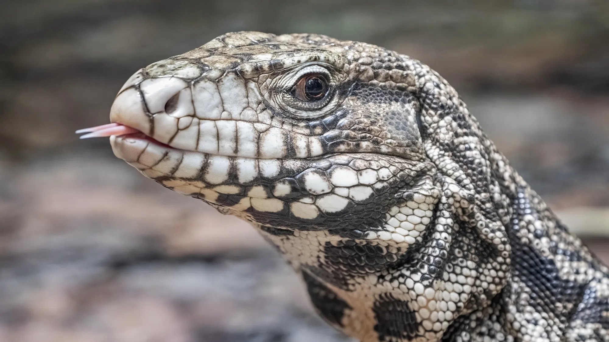 1780582280182_Argentine Tegu