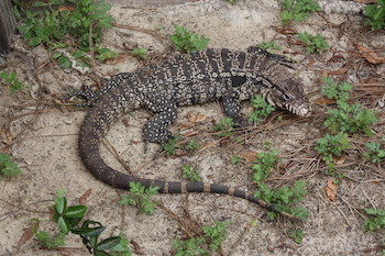 1780582280432_Argentine 20black 20and 20white 20tegu_Stan 20Kirkland_Florida 20Fish 20and 20Wildlife 20Conservation 20Commission