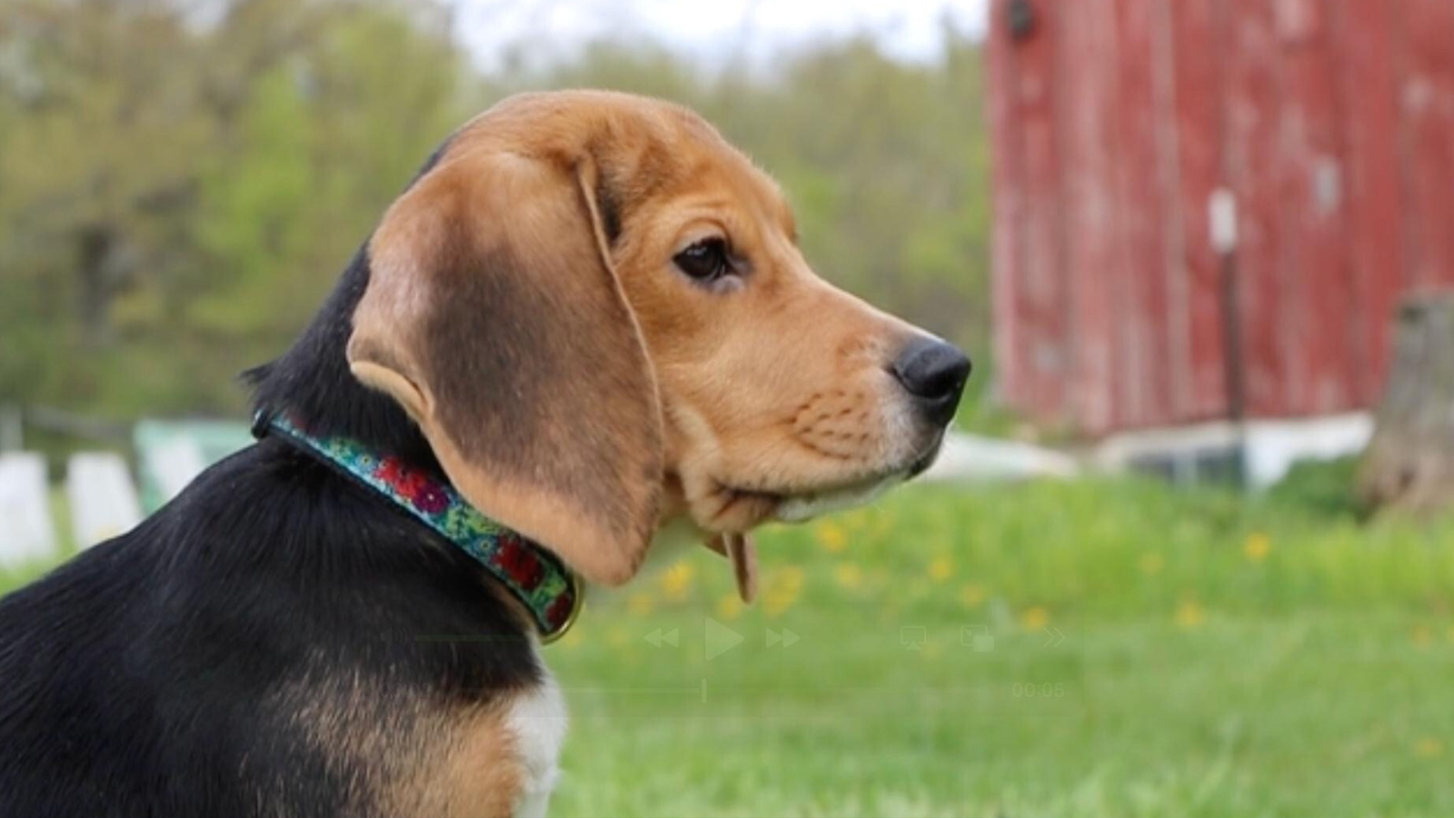 1781446268925_19051701_050626 cc ap beagle img