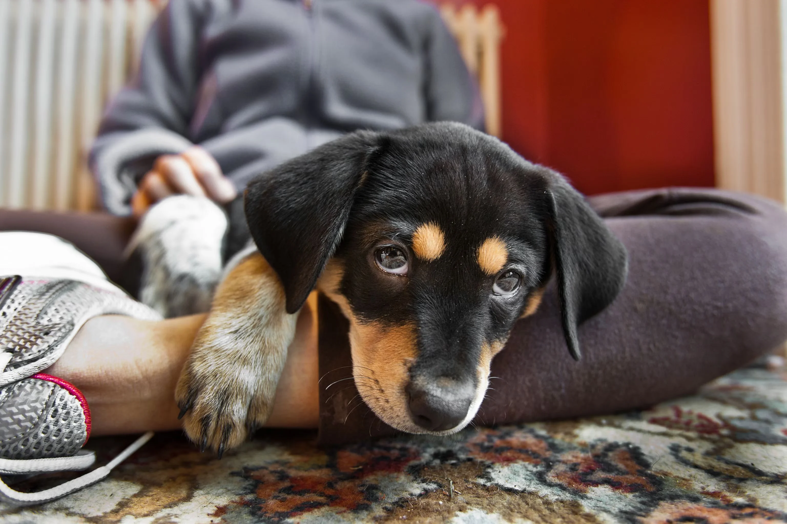 Essential Puppy Care Guide: Expert Tips for First-Time Owners in 2025