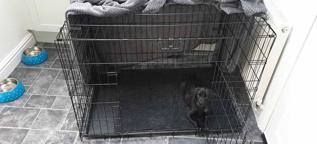 1782050963582_puppy in crate
