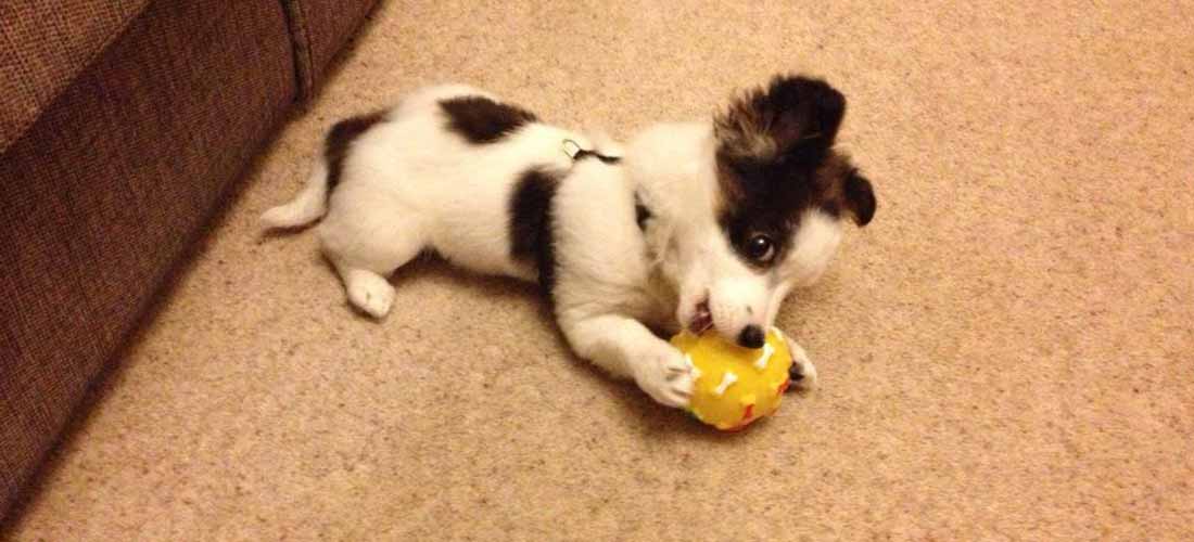 1782050964163_puppy with toy