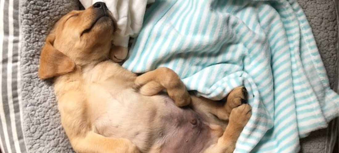 1782050964574_puppy asleep in bed