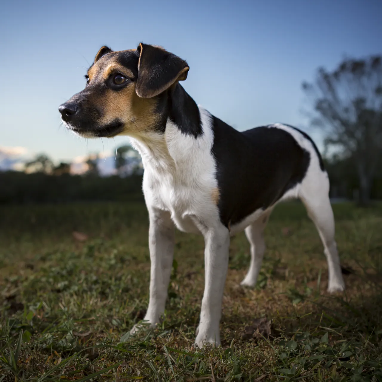 1783865451071_danish swedish_farmdog3_fed_wetherbee