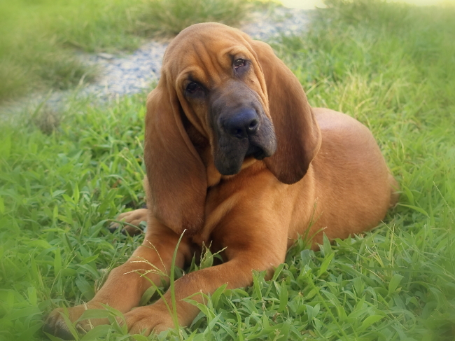 1789395725200_Bloodhound_2