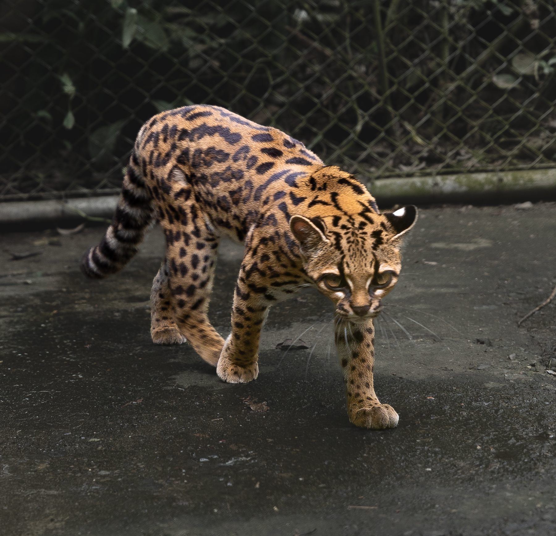 1789741223206_Tilcayo_tiger_cat_ 28full_body 29