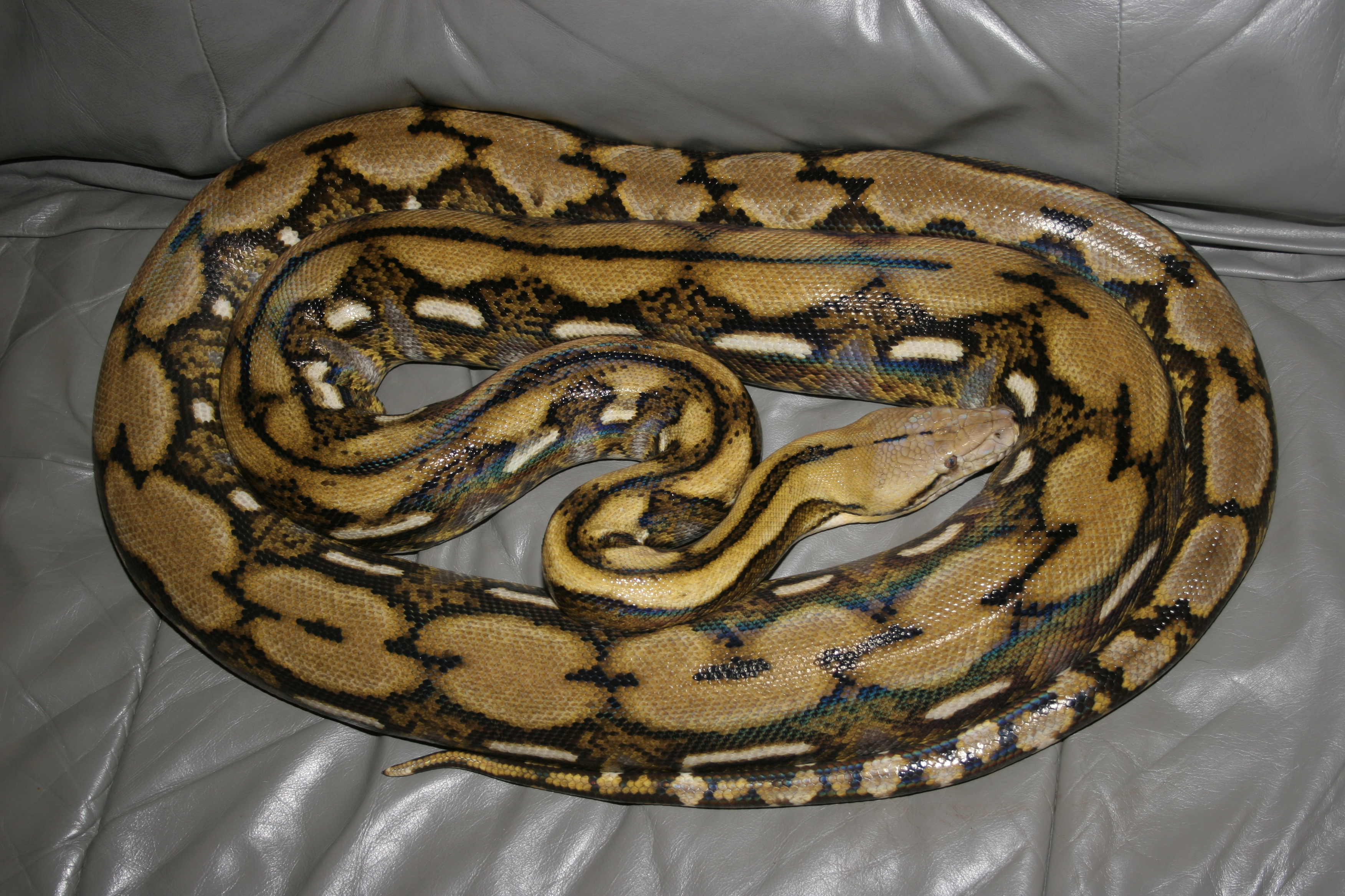 1793026432689_Reticulated 20python 20MP1
