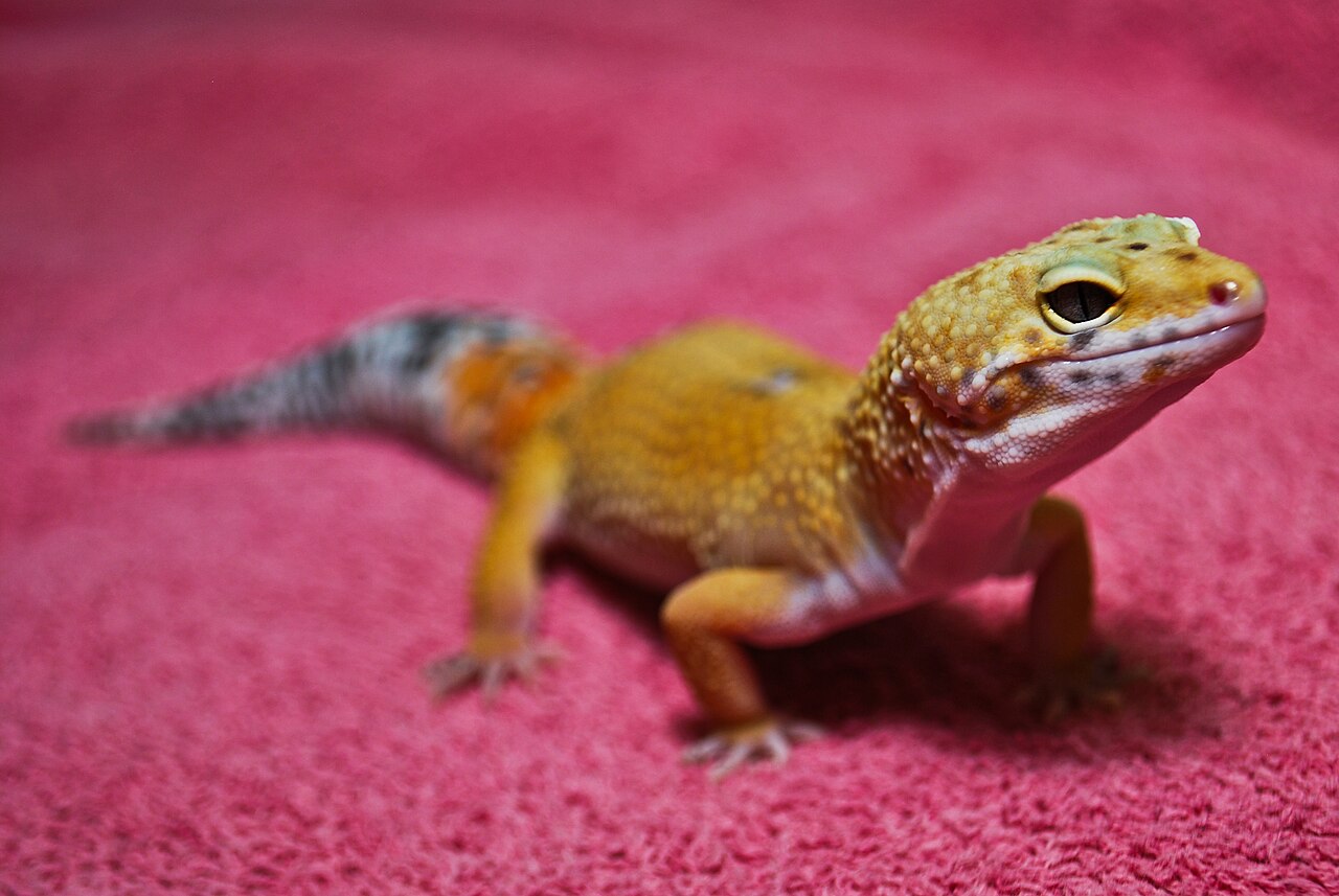 1793198239364_Eublepharis_macularius_01