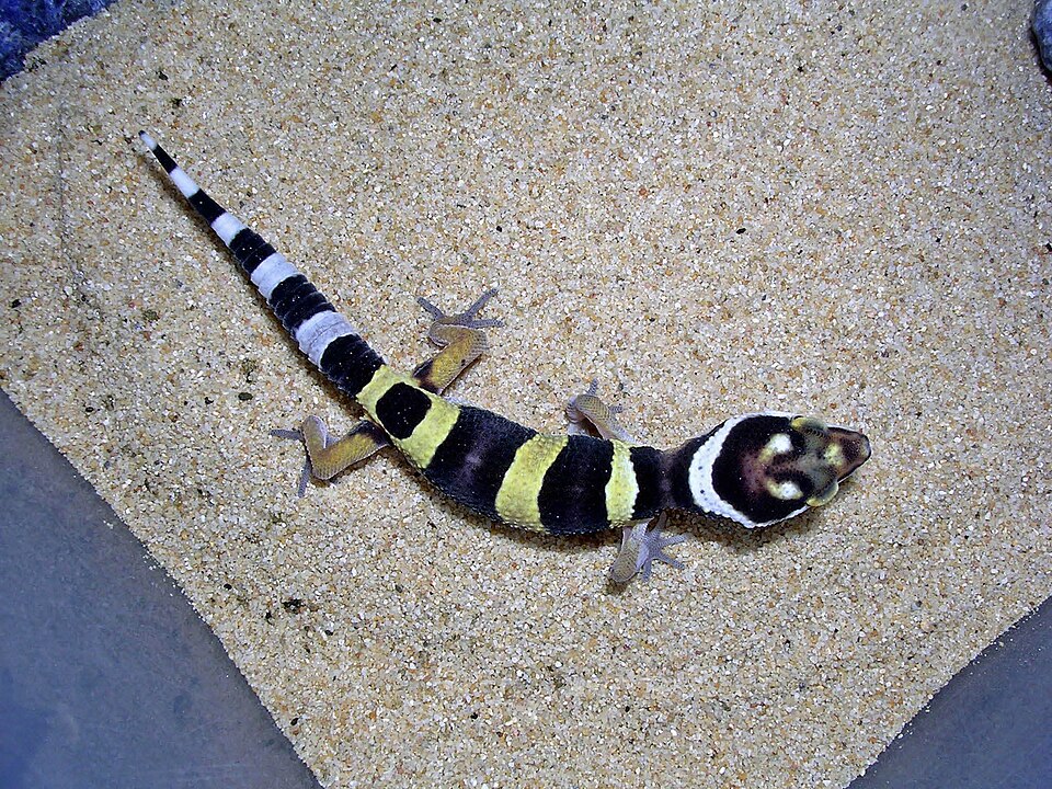 1793198239720_Gecko_l C3 A9opard_b C3 A9b C3 A9