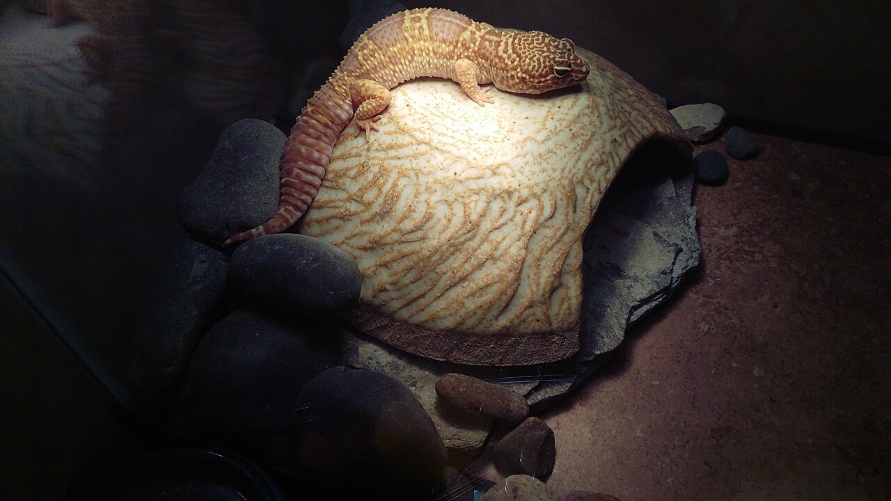 1793198240121_Leopard_gecko_basking